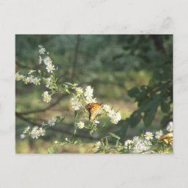 Schmetterling Postkarte