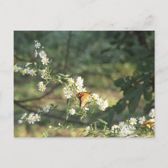 Schmetterling Postkarte (Vorderseite)