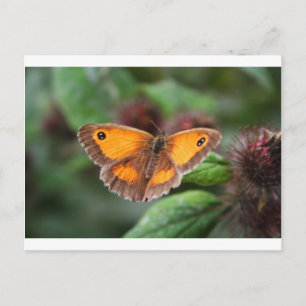 Schmetterling Postkarte