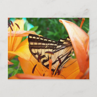 Schmetterling Postkarte