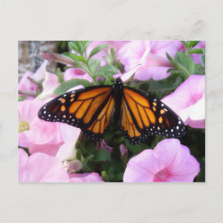Schmetterling Postkarte