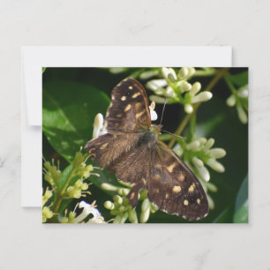 Schmetterling Postkarte