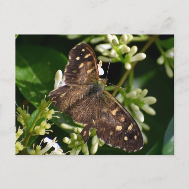 Schmetterling Postkarte (Vorderseite)