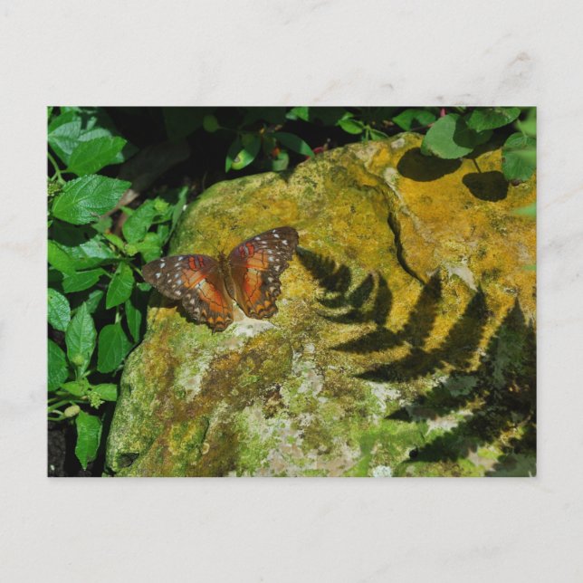 Schmetterling Postkarte (Vorderseite)