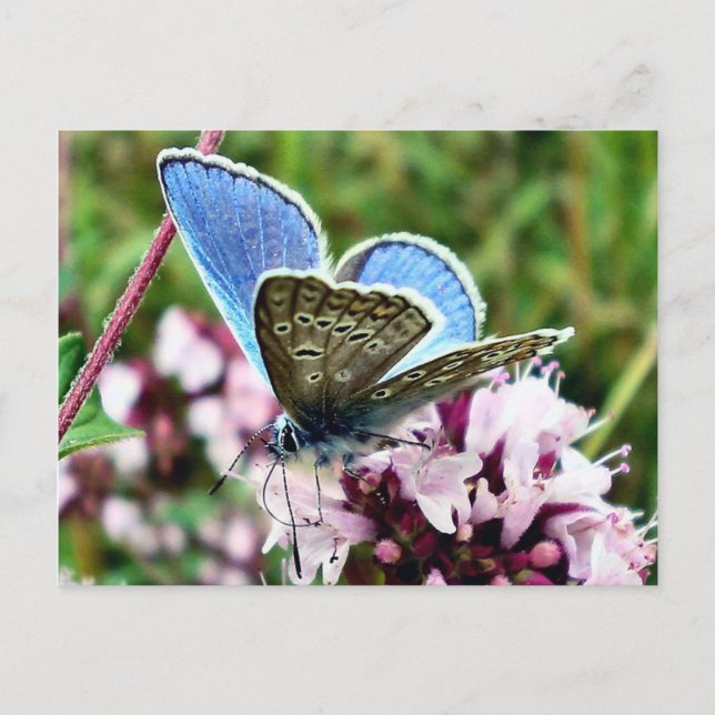 Schmetterling Postkarte (Vorderseite)