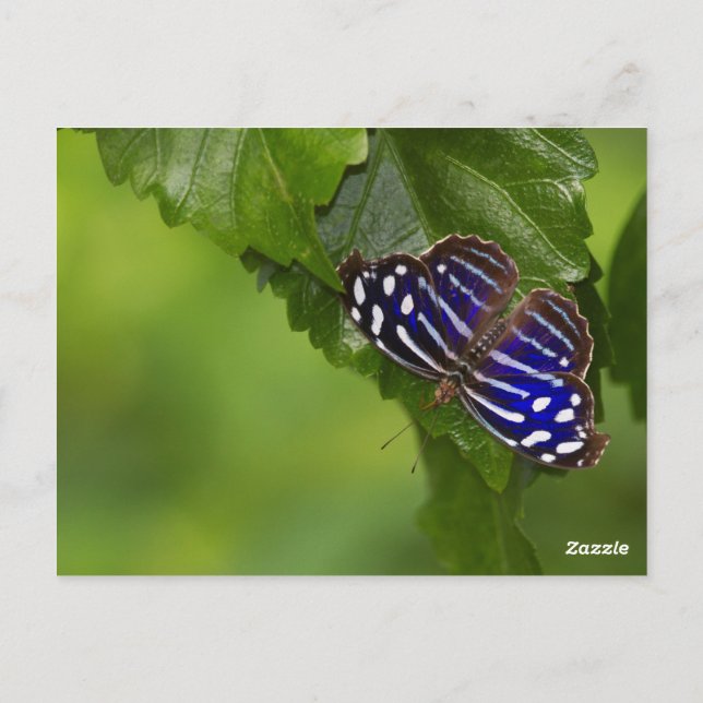 Schmetterling Postkarte (Rückseite)