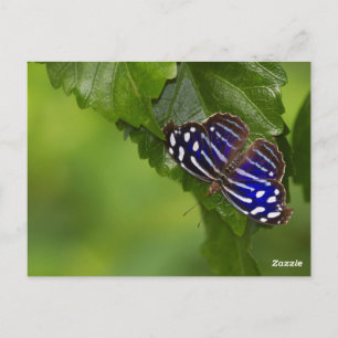 Schmetterling Postkarte