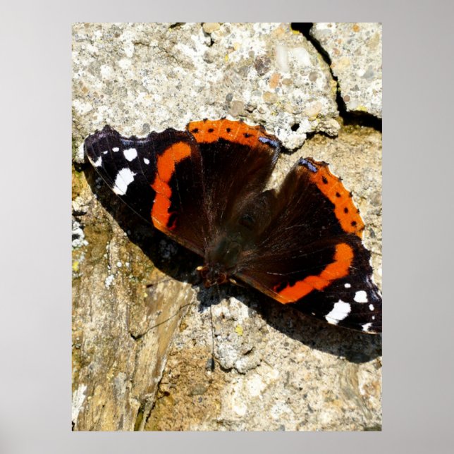 Schmetterling - Roter Admiral Poster (Vorne)