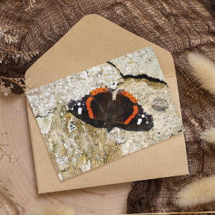 Schmetterling - Roter Admiral Postkarte