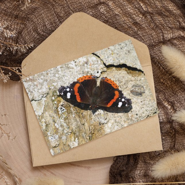 Schmetterling - Roter Admiral Postkarte (Von Creator hochgeladen)