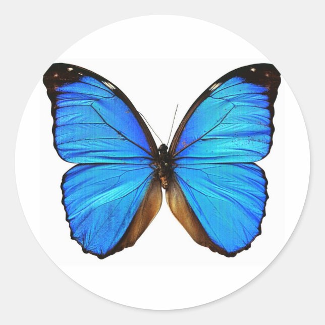Schmetterling Runder Aufkleber (Vorderseite)