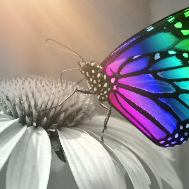 Schmetterling, Schmetterling und Blume, Farbschmet Kissen (Von Creator hochgeladen)