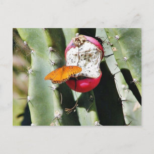 Schmetterling Schmetterlinge Kaktus Postkarte