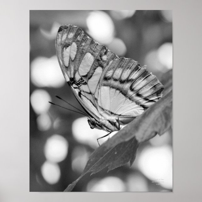 Schmetterling Schwarz-weiße Naturdrucke Poster (Vorne)