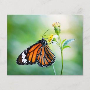 Schmetterling Scrapbook Hintergrundpapier