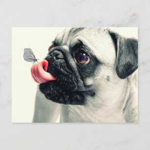Schmetterling sitzend auf Mops Zunge Postkarte