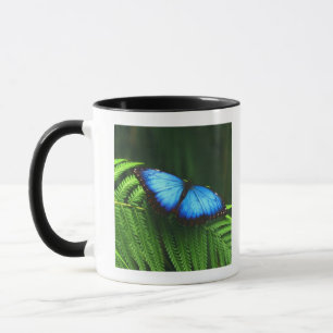Schmetterling Tasse