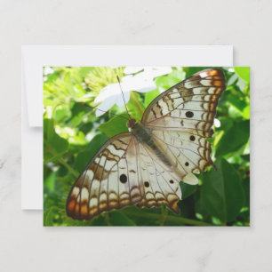 Schmetterling über Jasmine Tropical Nature Fotogra