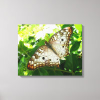 Schmetterling über Jasmine Tropical Nature Fotogra