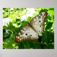 Schmetterling über Jasmine Tropical Nature Fotogra