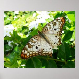 Schmetterling über Jasmine Tropical Nature Fotogra Poster