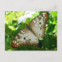 Schmetterling über Jasmine Tropical Nature Fotogra