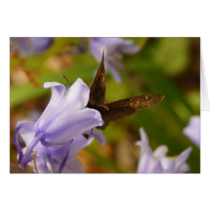 Schmetterling und Bluebells