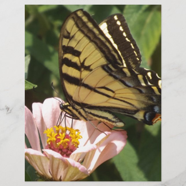 Schmetterling und Blume (Vorderseite)