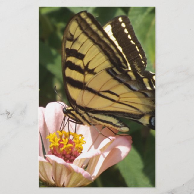 Schmetterling und Blume (Vorderseite)