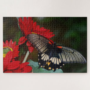 Schmetterling und Blume