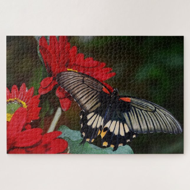 Schmetterling und Blume (Horizontal)