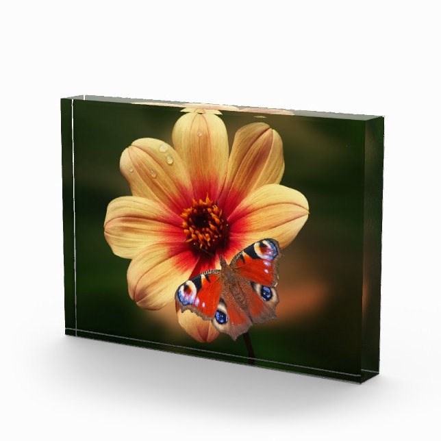 Schmetterling und Blume Foto (Rechts)