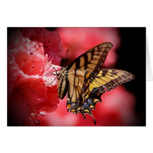 Schmetterling und Blume - Schatten von Beige/Rosa