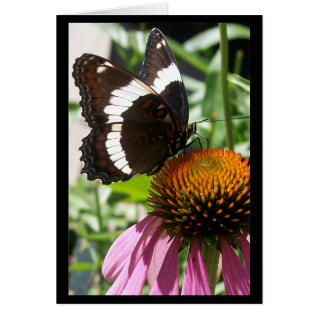 Schmetterling und Echinacea (Vorne)
