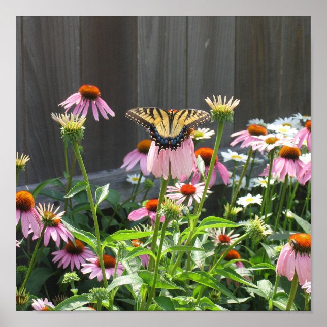 Schmetterling und Kone-Blume Poster (Vorne)
