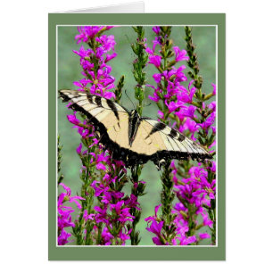 Schmetterling und Lila Streit
