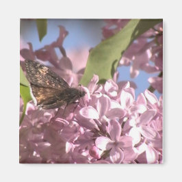 Schmetterling und Lilac Magnet