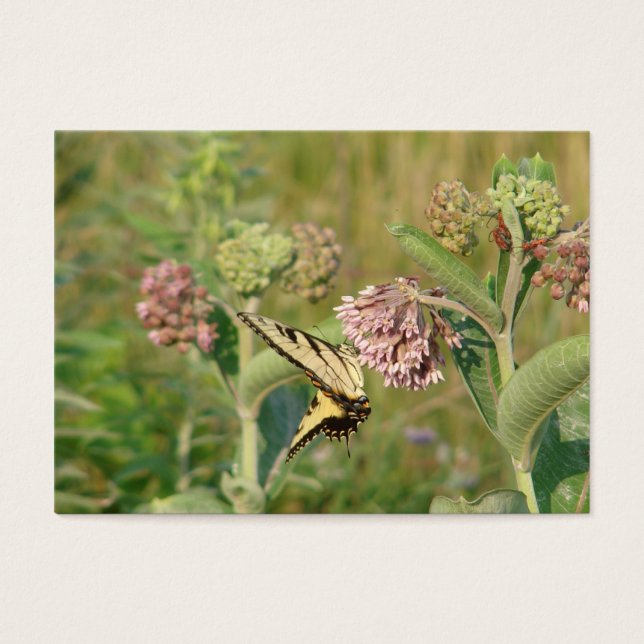 Schmetterling und Milkweed (Vorderseite)
