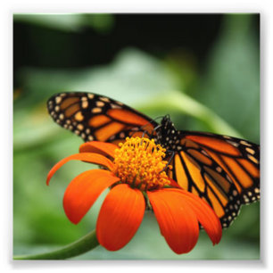 Schmetterling und orange Blume Fotodruck