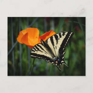 Schmetterling und orange postkarte