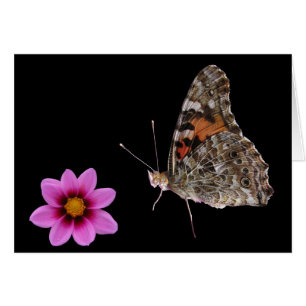 Schmetterling und rosa Blume