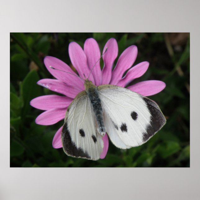 Schmetterling und rosa Blume drucken Poster (Vorne)