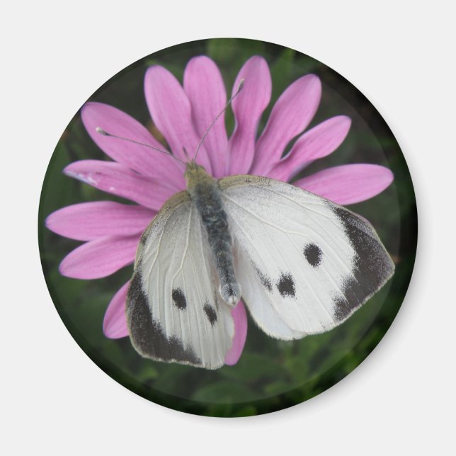Schmetterling und rosa Blume Magnet (Vorne)
