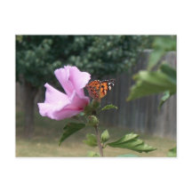 Schmetterling und Rose Sharons