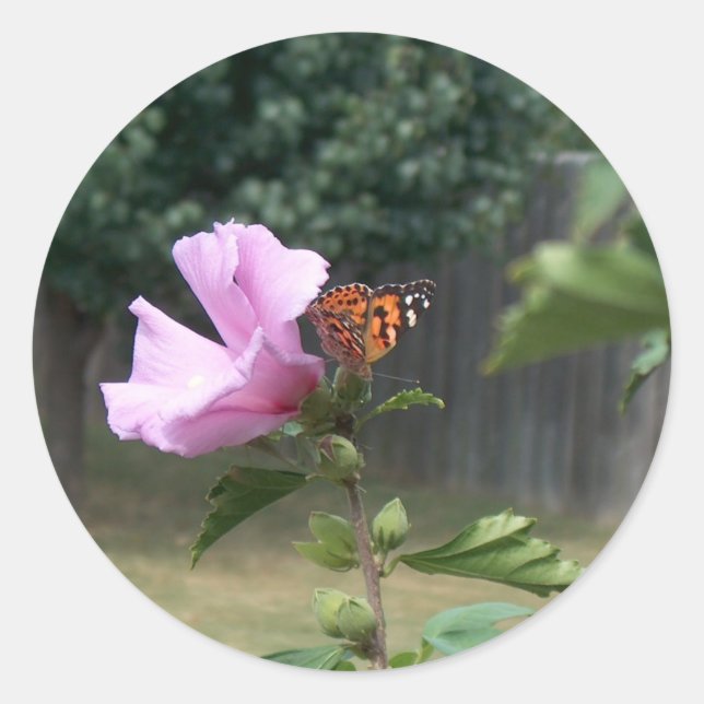 Schmetterling und Rose Sharons Runder Aufkleber (Vorderseite)