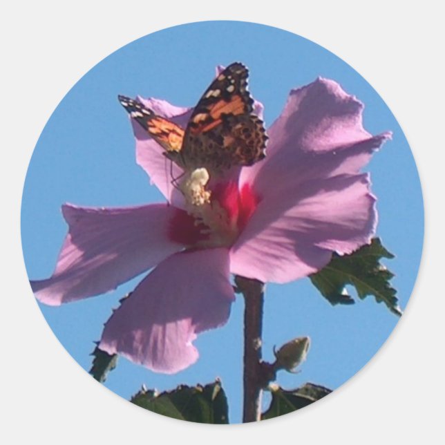 Schmetterling und Rose Sharons Runder Aufkleber (Vorderseite)