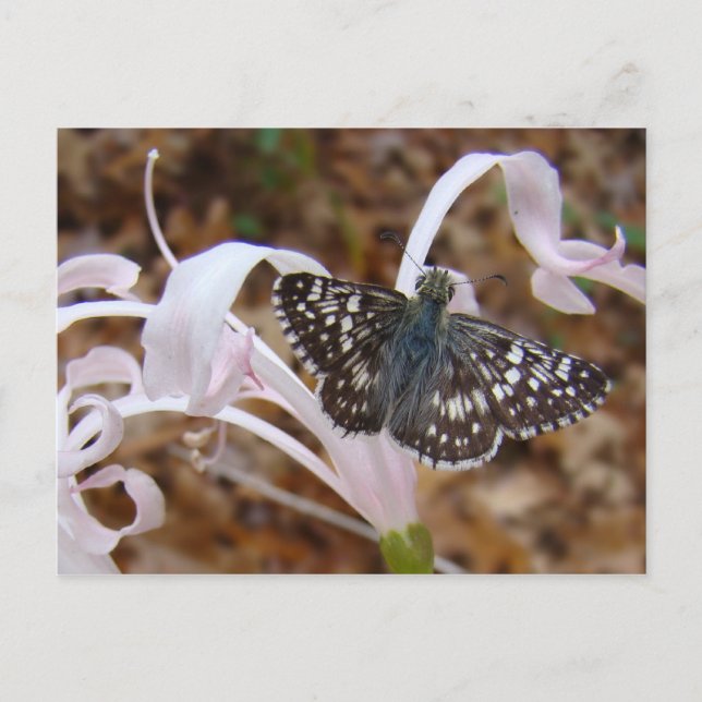 Schmetterling und tanzende Blume Postkarte (Vorderseite)