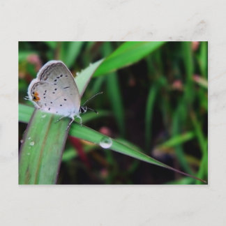 Schmetterling und Tropfen bei 12 km Lauf Postkarte