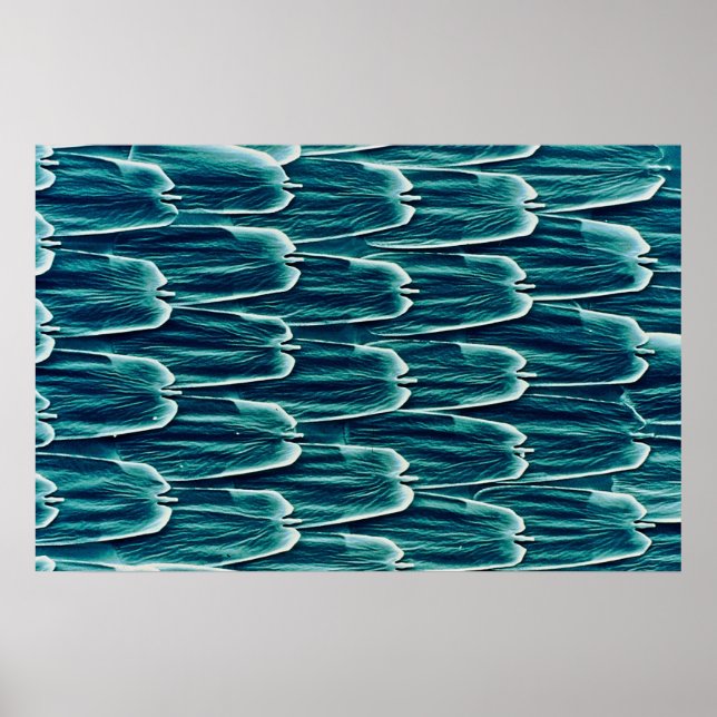 Schmetterling - Waage Poster (Vorne)