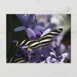 SCHMETTERLING WILD LEBEN INSEKT POSTCROSSING POSTKARTE